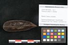 Foto (Objekt + Etikett) von Penteune clarkei F.V. Mueller (NHMW-GEO-2024-0188-10426)